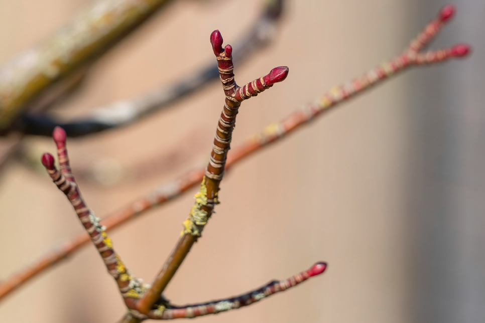 Spring buds 966x644.jpg